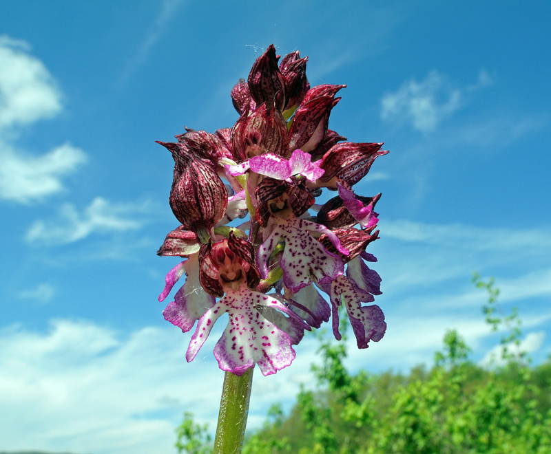 Orchis purpurea Hudson
Orchis purpurea Hudson
Parole chiave: Orchis purpurea Hudson