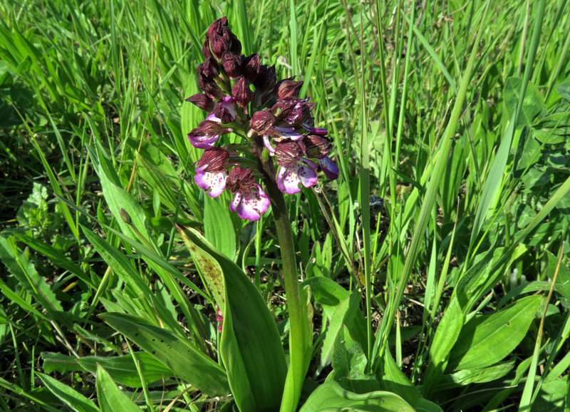 Orchis purpurea
Orchis purpurea
Parole chiave: Orchis purpurea