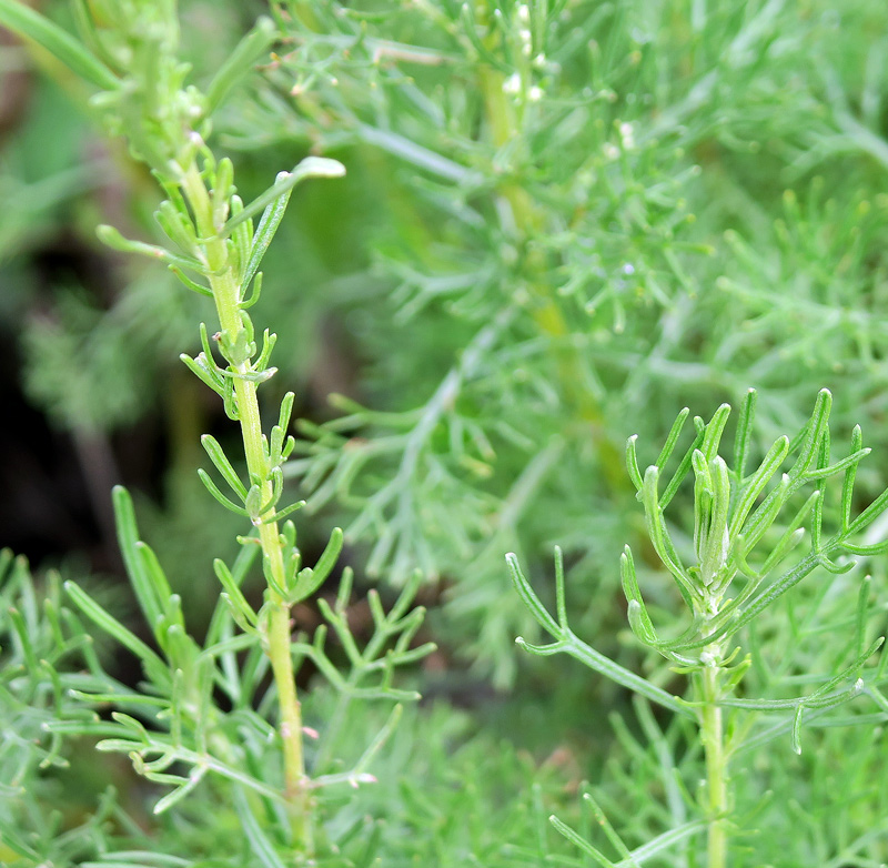 Artemisia abrotanum L.
Artemisia abrotanum L.
Parole chiave: Artemisia abrotanum L.