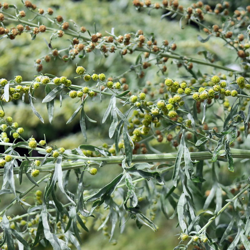Artemisia absinthium L.
Artemisia absinthium L. - Assenzio
Parole chiave: Artemisia absinthium L.