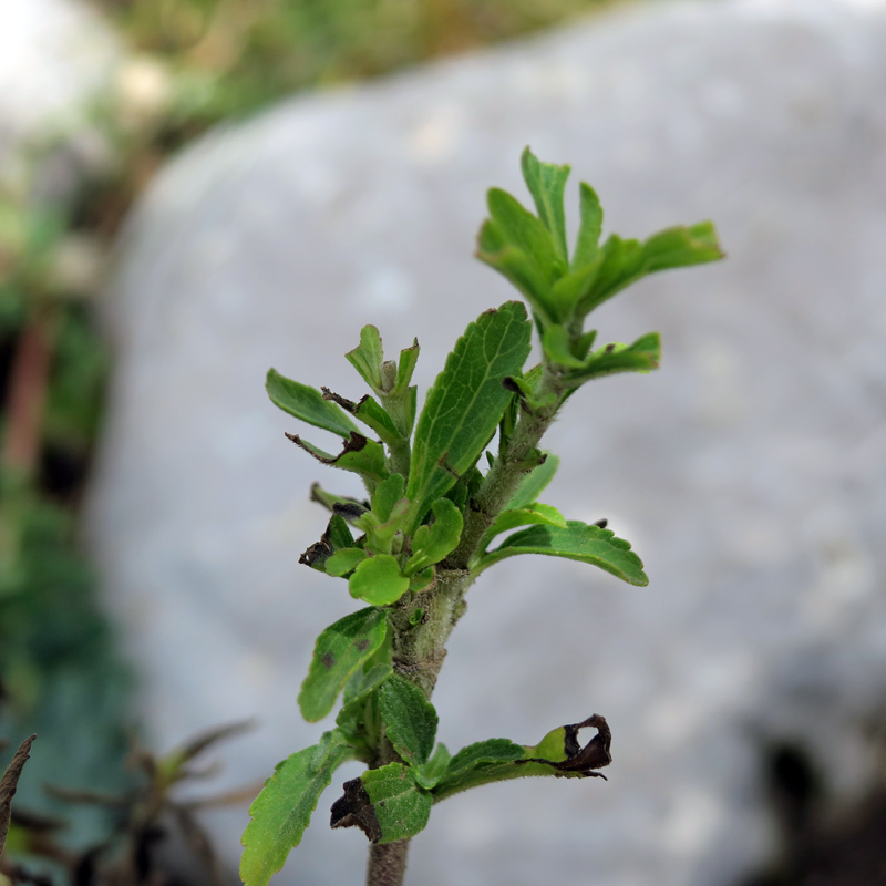 Stevia rebaudiana Bertoni
Stevia rebaudiana Bertoni
Parole chiave: Stevia rebaudiana Bertoni