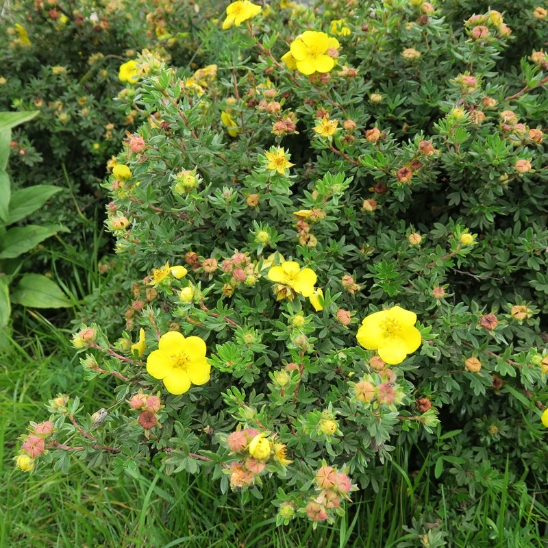 Dasiphora fruticosa (L.) Rydb
Dasiphora fruticosa (L.) Rydb
Parole chiave: Dasiphora fruticosa (L.) Rydb