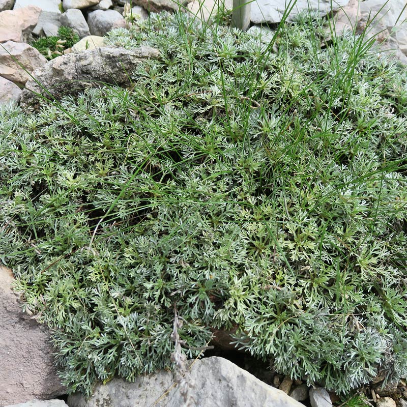 Artemisia nitida Bertol.
Artemisia nitida Bertol.
Parole chiave: Artemisia nitida Bertol.
