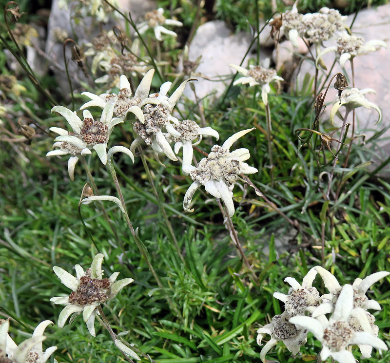 Leontopodium discolor Beauverd
Leontopodium discolor Beauverd
Parole chiave: Leontopodium discolor Beauverd