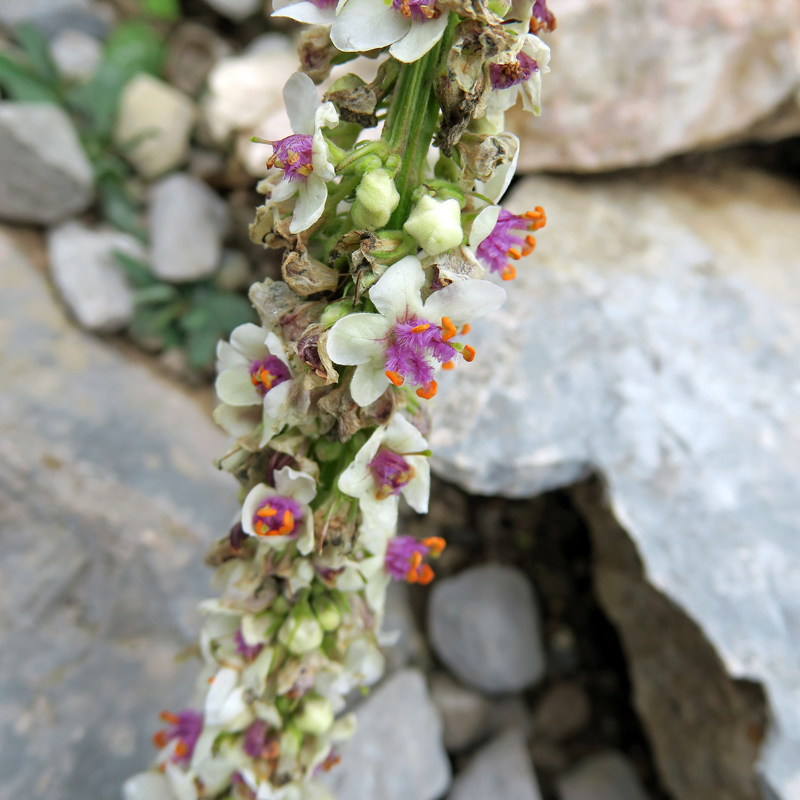 Verbascum chaixii f. album
Verbascum chaixii f. album
Parole chiave: Verbascum chaixii f. album