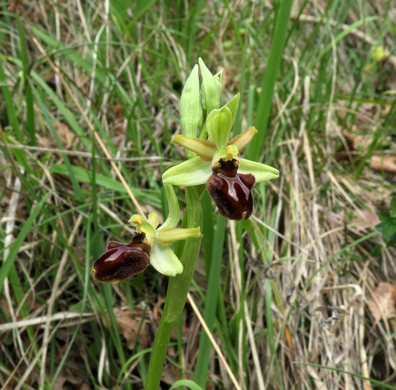Ophrys sphegodes subsp. classica
Ophrys sphegodes subsp. classica
Parole chiave: Ophrys sphegodes subsp. classica