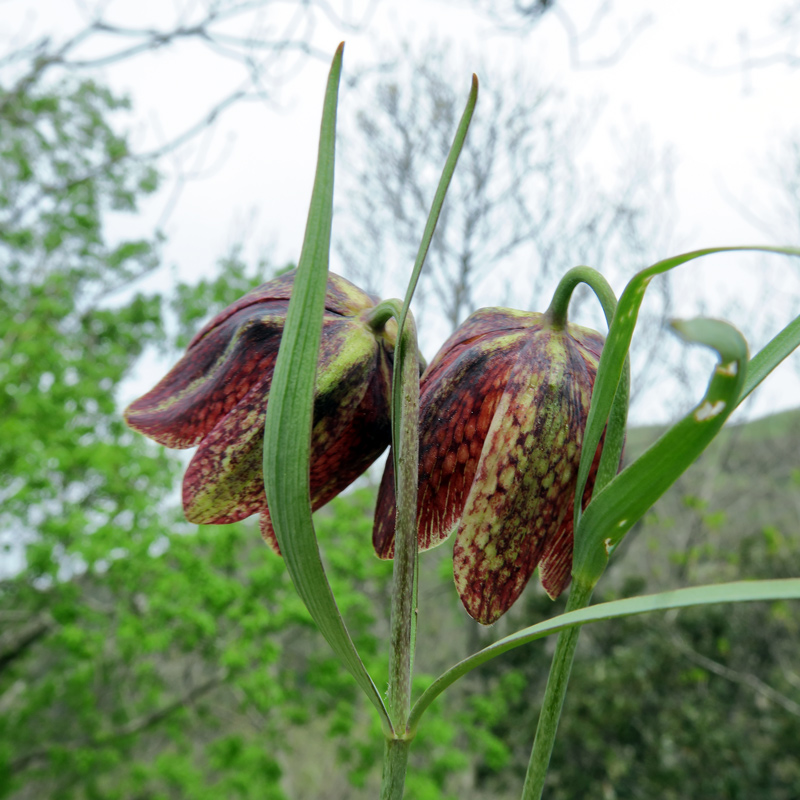 Fritillaria montana Hoppe ex Koch.
Fritillaria montana Hoppe ex Koch.
Parole chiave: Fritillaria montana Hoppe ex Koch.