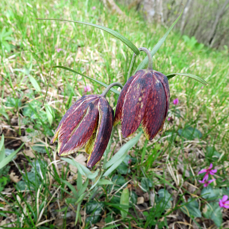 Fritillaria montana Hoppe ex Koch.
Fritillaria montana Hoppe ex Koch.
Parole chiave: Fritillaria montana Hoppe ex Koch.