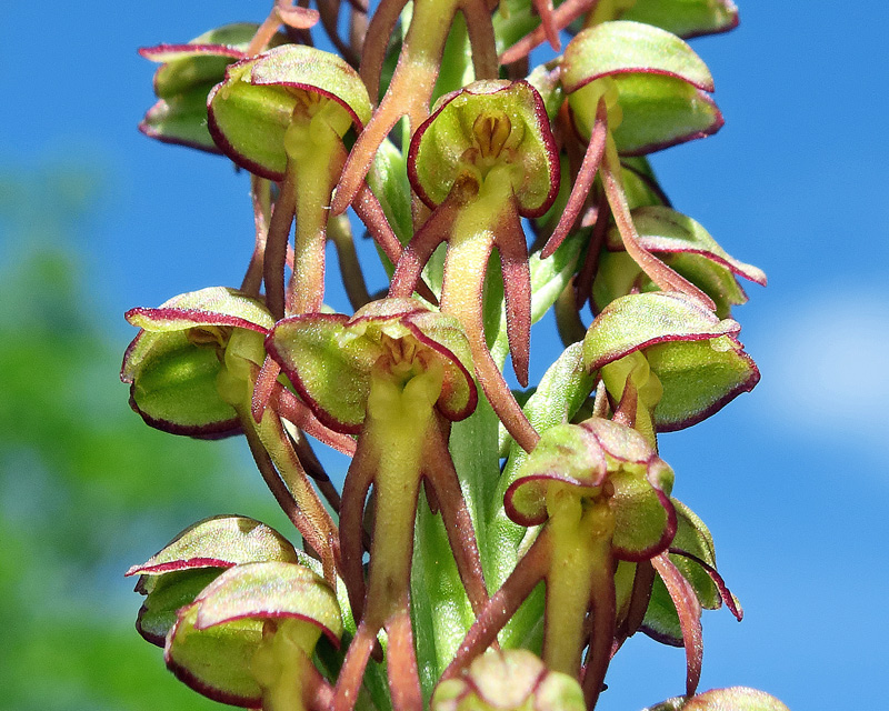Orchis antropophora (L.) All.
Orchis antropophora (L.) All.
Parole chiave: Orchis antropophora (L.) All.
