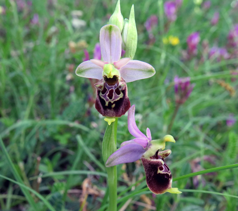 Ophrys holosericea subsp. appennina
Ophrys holosericea subsp. appennina
Parole chiave: Ophrys holosericea subsp. appennina