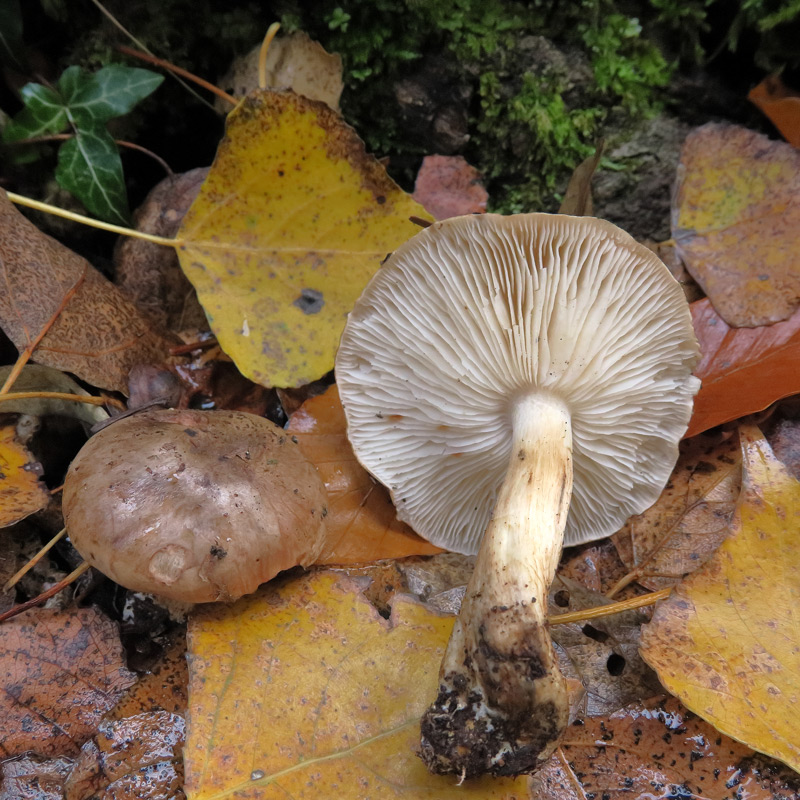 Tricholoma populinum J.E. Lange
Tricholoma populinum J.E. Lange
Parole chiave: Tricholoma populinum J.E. Lange