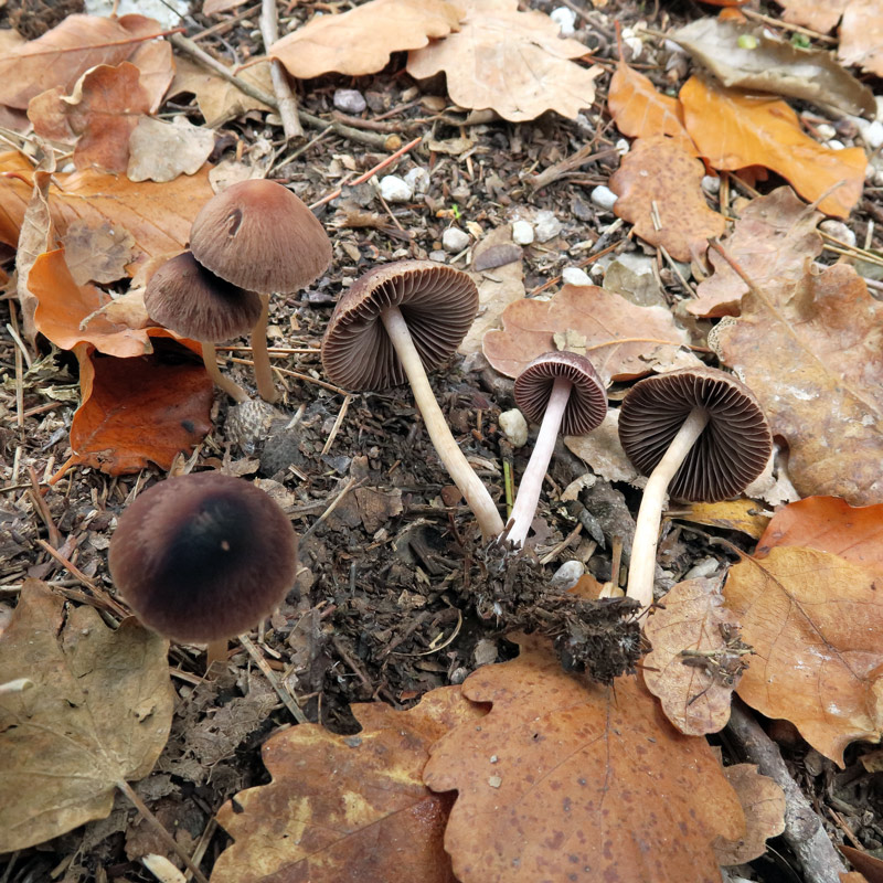 Psathyrella bipellis (Quel.) A.H. Sm.
Psathyrella bipellis (Quel.) A.H. Sm.
Parole chiave: Psathyrella bipellis (Quel.) A.H. Sm.