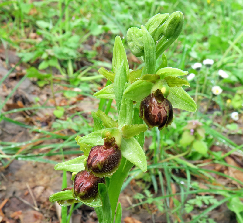 Ophrys sphegodes s.l.
Ophrys sphegodes s.l.
Parole chiave: Ophrys sphegodes s.l.