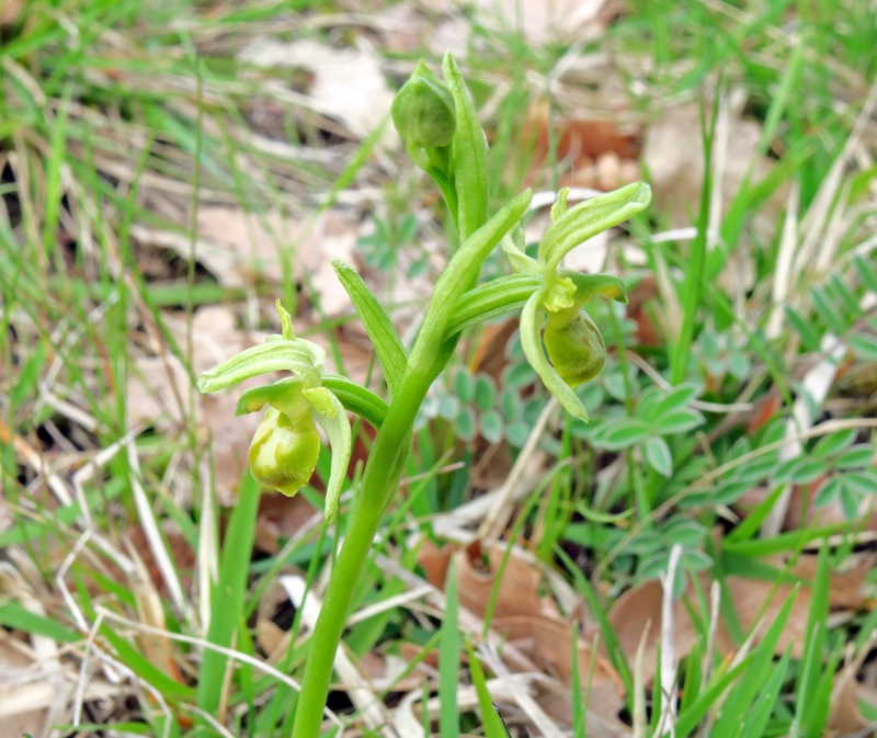 Ophrys sphegodes subsp. sphegodes Mill. apocromatica
Ophrys sphegodes subsp. sphegodes Mill. apocromatica
Parole chiave: Ophrys sphegodes subsp. sphegodes Mill. apocromatica