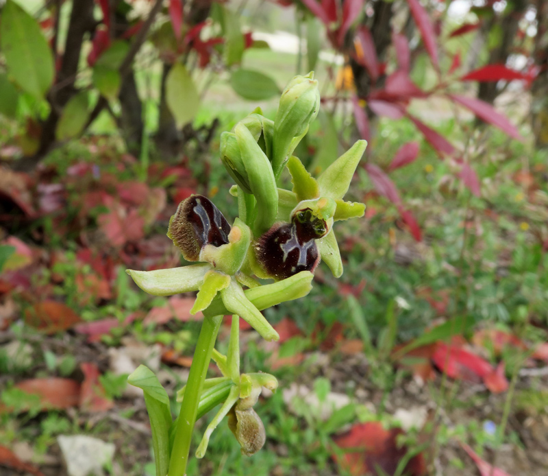 Ophrys sphegodes s.l.
Ophrys sphegodes s.l.
Parole chiave: Ophrys sphegodes s.l.