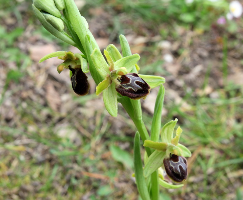 Ophrys sphegodes s.l.
Ophrys sphegodes s.l.
Parole chiave: Ophrys sphegodes s.l.