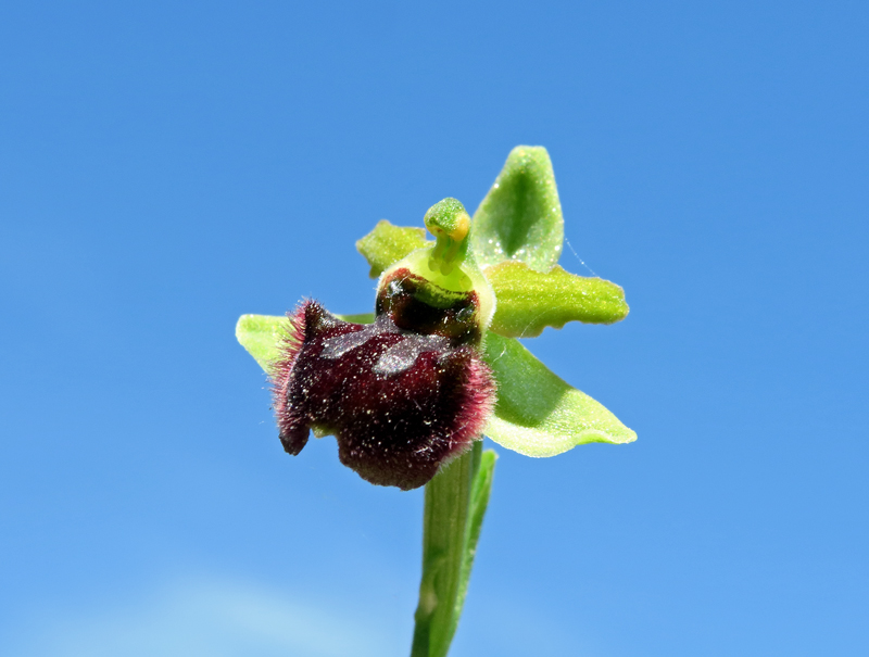 Ophrys sphegodes subsp. sphegodes Mill.
Ophrys sphegodes subsp. sphegodes Mill.
Parole chiave: Ophrys sphegodes subsp. sphegodes Mill.