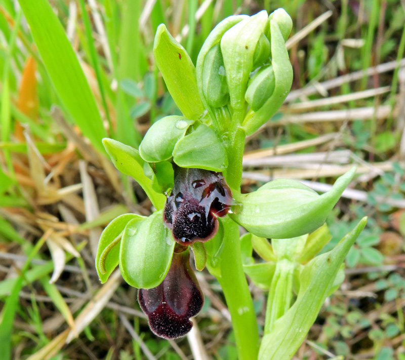 Ophrys fusca subsp. funerea (Viv.) Arcang.
Ophrys fusca subsp. funerea (Viv.) Arcang.
Parole chiave: Ophrys fusca subsp. funerea (Viv.) Arcang.
