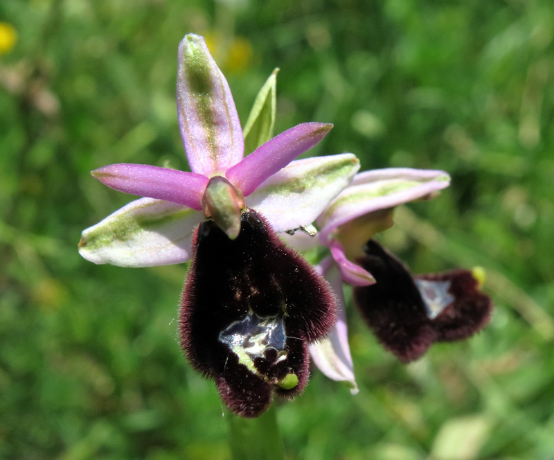 Ophrys romolinii Soca
Ophrys romolinii Soca
Parole chiave: Ophrys romolinii Soca