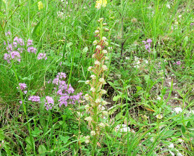 Orchis anthropophora (L.) All.
Orchis anthropophora (L.) All.
Parole chiave: Orchis anthropophora (L.) All.