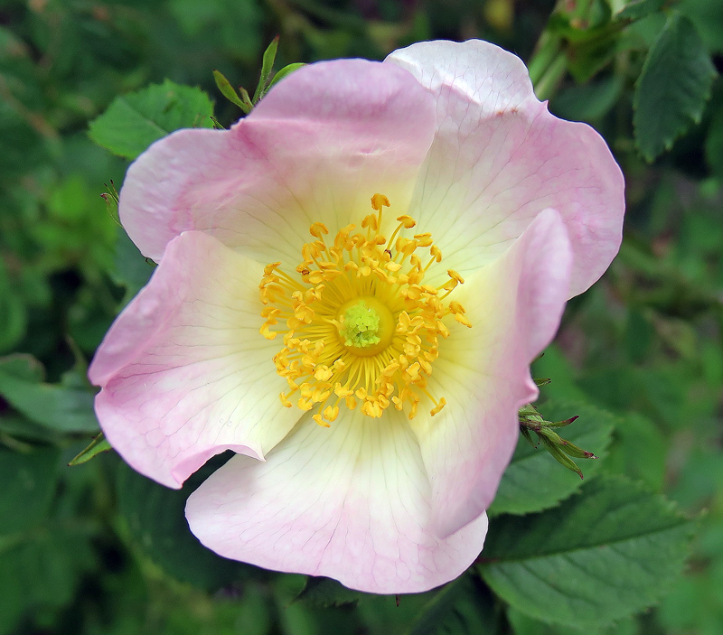 Rosa canina L.
Rosa canina L.
Parole chiave: Rosa canina L.