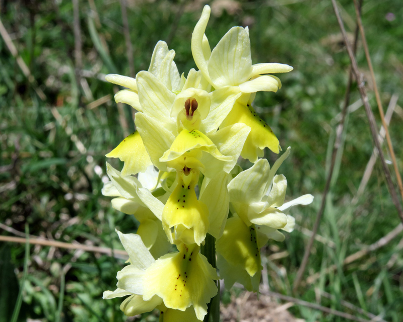 Orchis pauciflora Ten.
Orchis pauciflora Ten.
Parole chiave: Orchis pauciflora Ten.