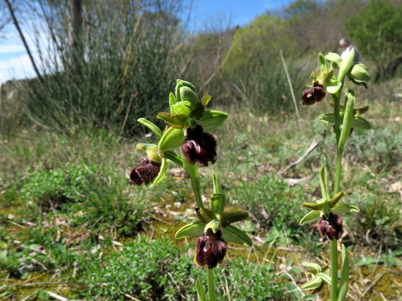 Ophrys sphegodes subsp. classica (Devillers-Tersch. & Devillers) Kreutz
Ophrys sphegodes subsp. classica (Devillers-Tersch. & Devillers) Kreutz
Parole chiave: Ophrys sphegodes subsp. classica (Devillers-Tersch. & Devillers) Kreutz