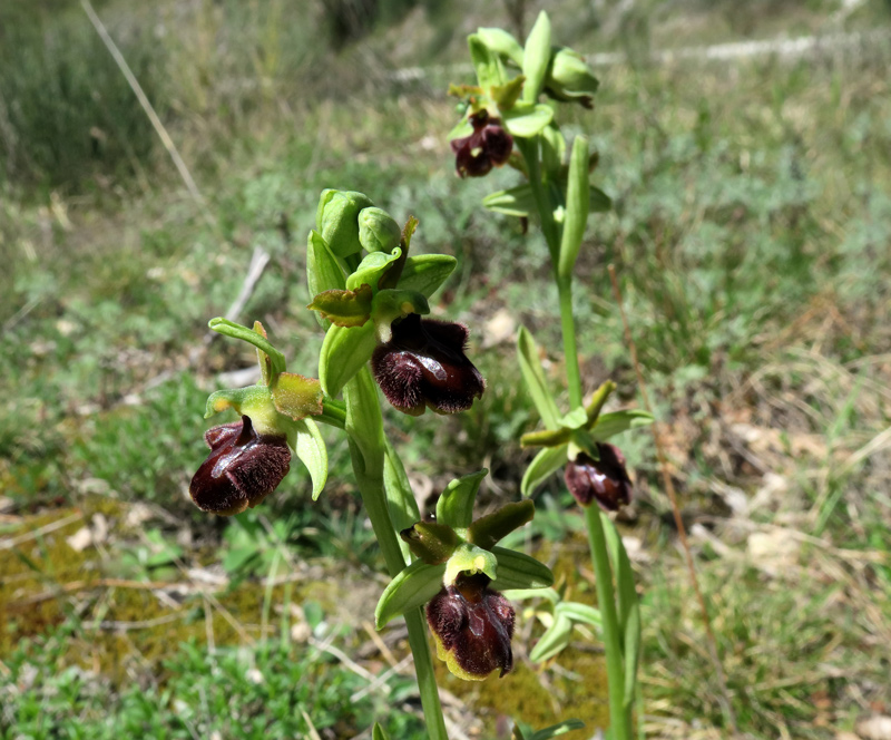 Ophrys sphegodes subsp. classica (Devillers-Tersch. & Devillers) Kreutz
Ophrys sphegodes subsp. classica (Devillers-Tersch. & Devillers) Kreutz
Parole chiave: Ophrys sphegodes subsp. classica (Devillers-Tersch. & Devillers) Kreutz