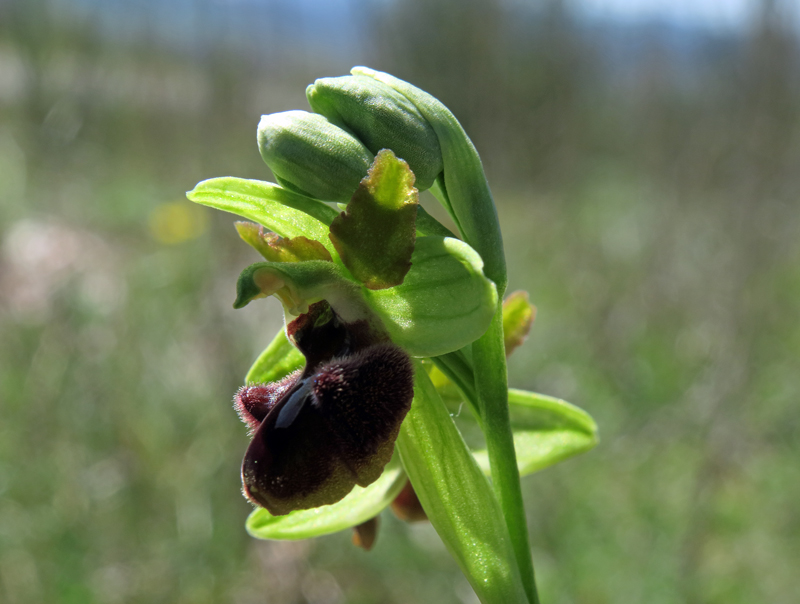 Ophrys sphegodes subsp. classica (Devillers-Tersch. & Devillers) Kreutz
Ophrys sphegodes subsp. classica (Devillers-Tersch. & Devillers) Kreutz
Parole chiave: Ophrys sphegodes subsp. classica (Devillers-Tersch. & Devillers) Kreutz