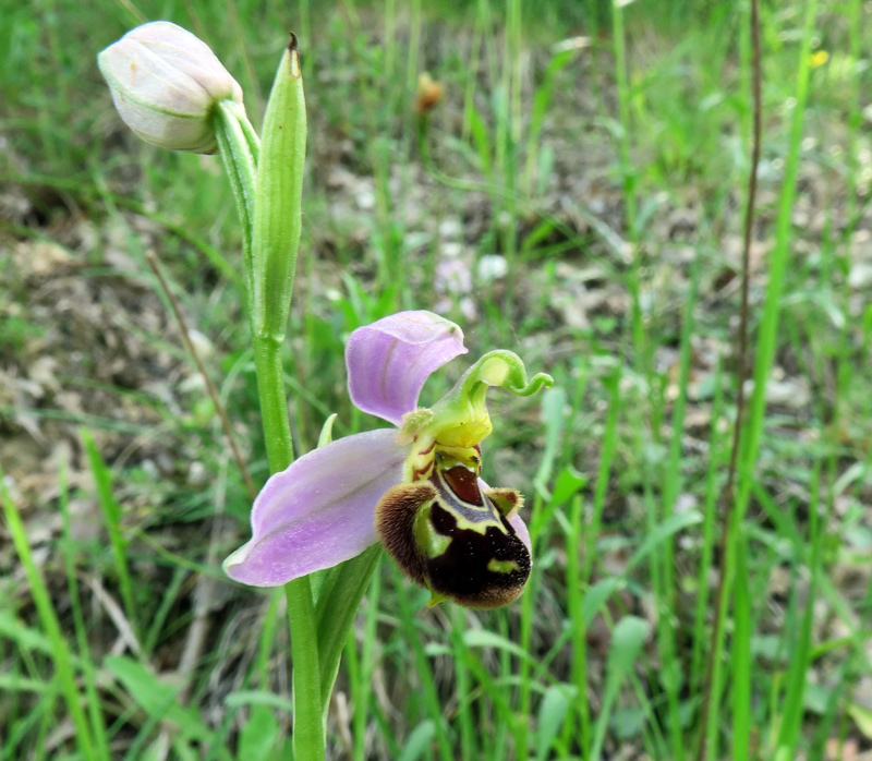 Ophrys apifera Huds.
Ophrys apifera Huds.
Parole chiave: Ophrys apifera Huds.