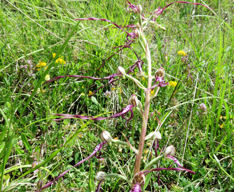 Himantoglossum adriaticum H. Baumann
Himantoglossum adriaticum H. Baumann
Parole chiave: Himantoglossum adriaticum H. Baumann