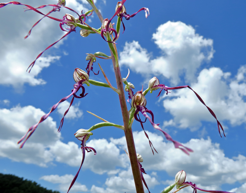 Himantoglossum adriaticum H. Baumann
Himantoglossum adriaticum H. Baumann
Parole chiave: Himantoglossum adriaticum H. Baumann