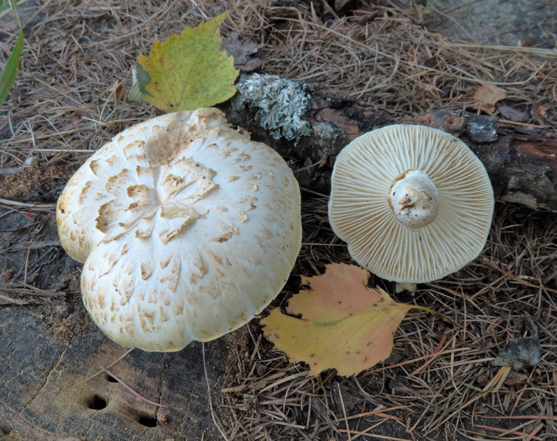 Neolentinus lepideus (Fries) Redhead & Ginns
Neolentinus lepideus (Fries) Redhead & Ginns
Parole chiave: Neolentinus lepideus (Fries) Redhead & Ginns