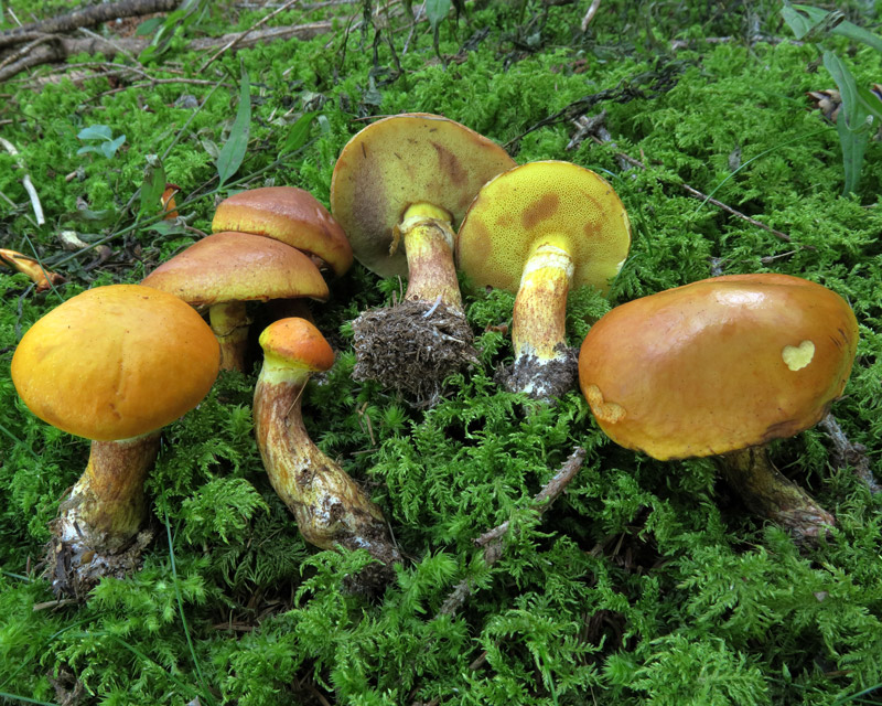 Suillus grevillei (Klotzsch: Fr.) Singer
Suillus grevillei (Klotzsch: Fr.) Singer
Parole chiave: Suillus grevillei (Klotzsch: Fr.) Singer