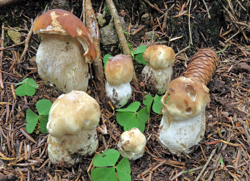 Boletus edulis Bull. : Fr.
Boletus edulis Bull. : Fr.
Parole chiave: Boletus edulis Bull. : Fr.