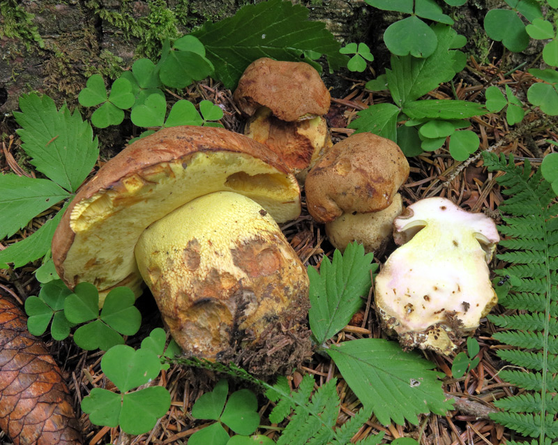 Butyriboletus subappendiculatus (Dermek, Lazebn. & J. Veselsky) D. Arora & J.L. Frank
Butyriboletus subappendiculatus (Dermek, Lazebn. & J. Veselsky) D. Arora & J.L. Frank
Parole chiave: Butyriboletus subappendiculatus (Dermek, Lazebn. & J. Veselsky) D. Arora & J.L. Frank