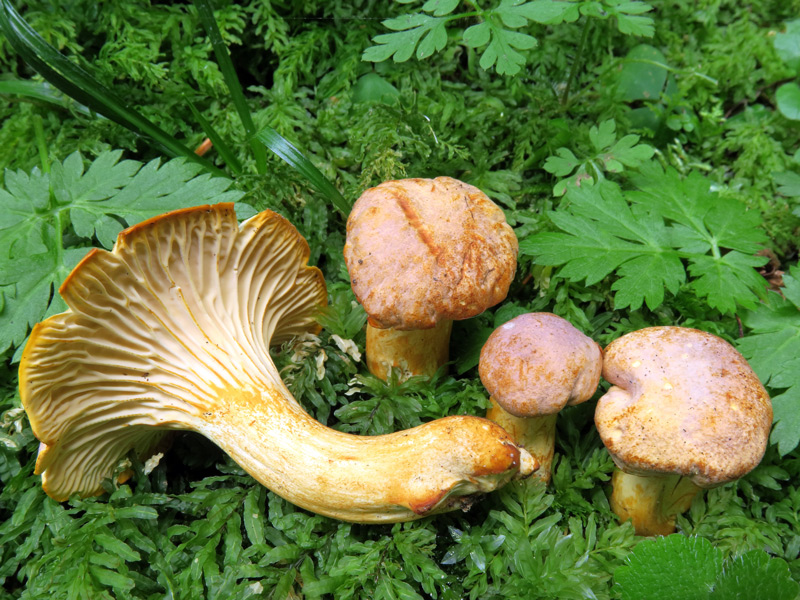 Cantharellus amethysteus (Quel.) Sacc.
Cantharellus amethysteus (Quel.) Sacc.
Parole chiave: Cantharellus amethysteus (Quel.) Sacc.