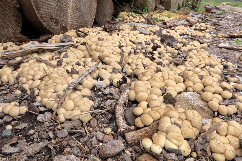 Lycoperdon lividum Pers.
Lycoperdon lividum Pers. - Soggetti giovani.
Parole chiave: Lycoperdon lividum Pers.