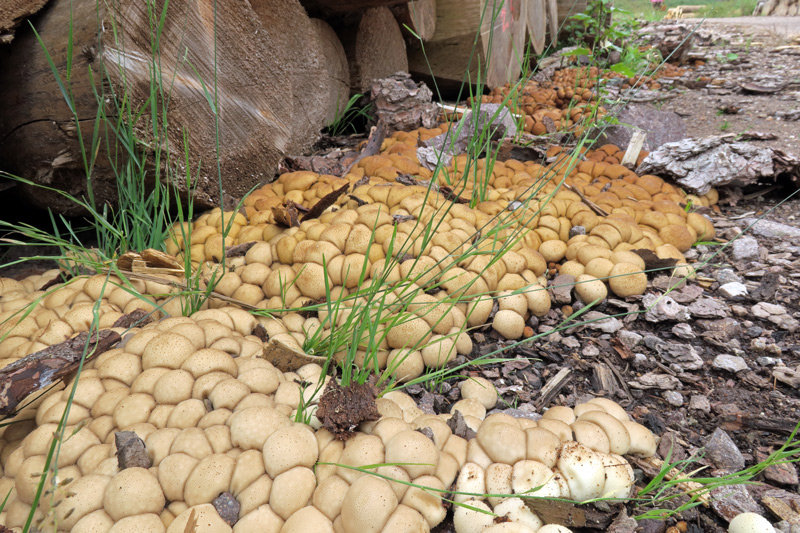 Lycoperdon lividum Pers.
Lycoperdon lividum Pers.
Parole chiave: Lycoperdon lividum Pers.