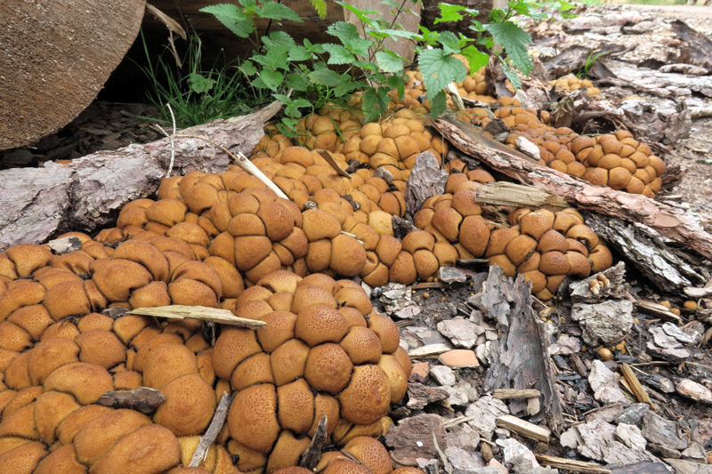 Lycoperdon lividum Pers.
Lycoperdon lividum Pers. - Soggetti maturi.
Parole chiave: Lycoperdon lividum Pers.