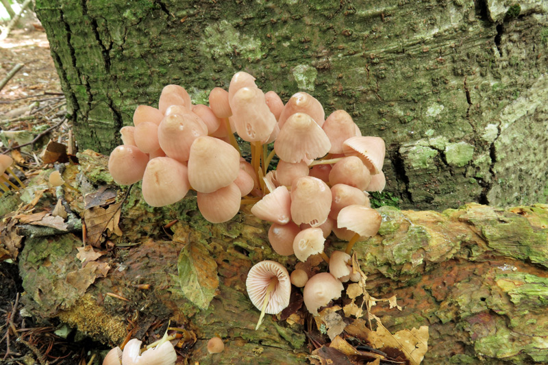 Mycena renati Quel.
Mycena renati Quel.
Parole chiave: Mycena renati Quel.