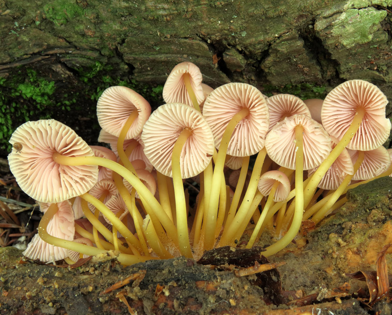 Mycena renati Quel.
Mycena renati Quel. - Lamelle spaziate, bianche sfumate di rosa, gambo lucido di un bel giallo dorato vivo.
Parole chiave: Mycena renati Quel.