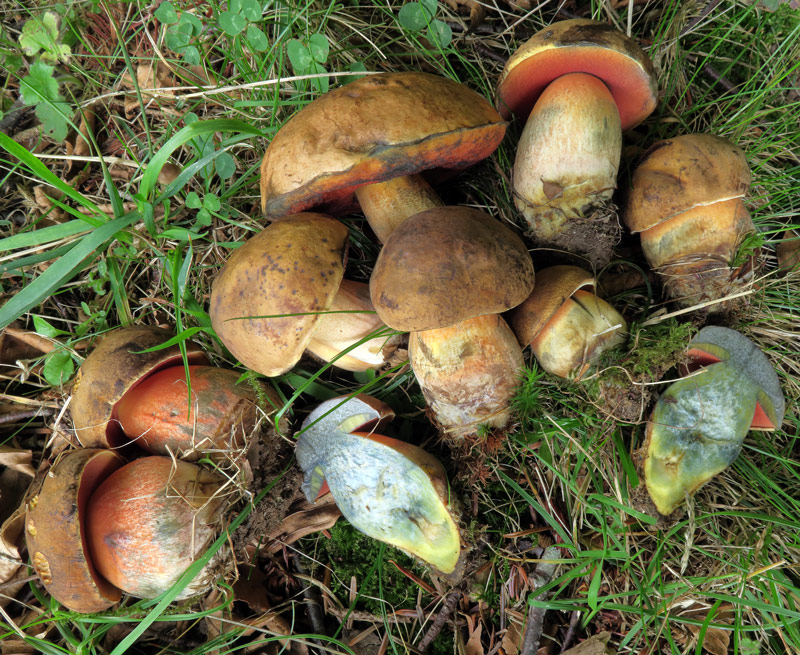 Neoboletus praestigiator (R. Schulz) Svetash., Gelardi, Simonini & Vizzini.
Neoboletus praestigiator (R. Schulz) Svetash., Gelardi, Simonini & Vizzini.
Parole chiave: Neoboletus praestigiator (R. Schulz) Svetash., Gelardi, Simonini & Vizzini.