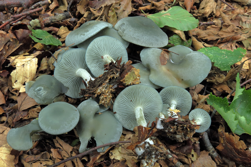 Clitocybe odora (Bull. : Fr.) P. Kumm.
Clitocybe odora (Bull. : Fr.) P. Kumm.
Parole chiave: Clitocybe odora (Bull. : Fr.) P. Kumm.