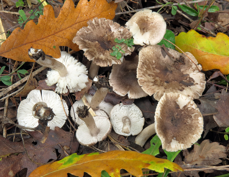 Tricholoma scalpturatum (Fr.) Quel.
Tricholoma scalpturatum (Fr.) Quel.
Parole chiave: Tricholoma scalpturatum (Fr.) Quel.