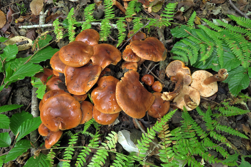 Tricholoma ustaloides Romagn.
Tricholoma ustaloides Romagn.
Parole chiave: Tricholoma ustaloides Romagn.