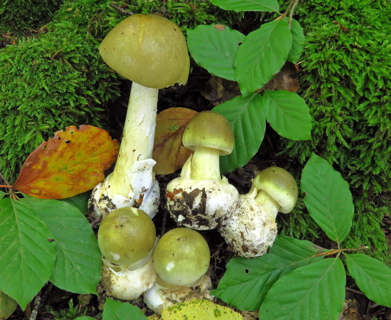 Amanita phalloides (Vaill. ex Fr. : Fr.) Link.
Amanita phalloides (Vaill. ex Fr. : Fr.) Link.
Parole chiave: Amanita phalloides (Vaill. ex Fr. : Fr.) Link.