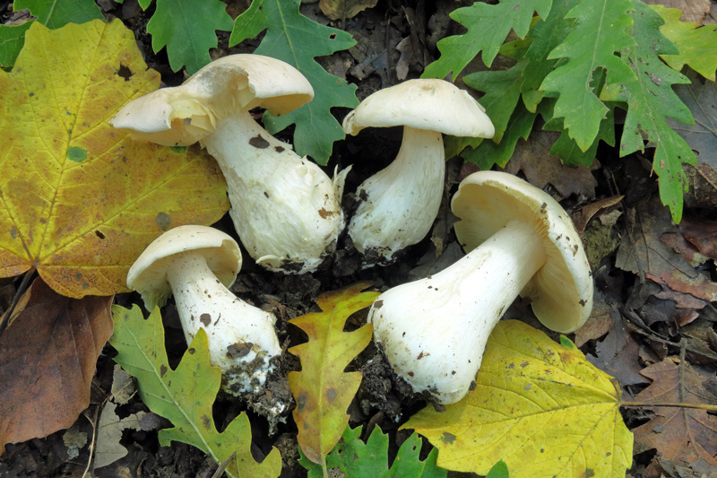 Entoloma sinuatum (Bull. : Fr.) P. Kumm.
Entoloma sinuatum (Bull. : Fr.) P. Kumm.
Parole chiave: Entoloma sinuatum (Bull. : Fr.) P. Kumm.