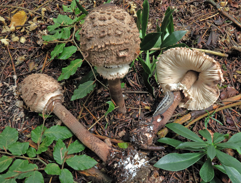 Macrolepiota procera (Scop. : Fr.) Singer
Macrolepiota procera (Scop. : Fr.) Singer
Parole chiave: Macrolepiota procera (Scop. : Fr.) Singer