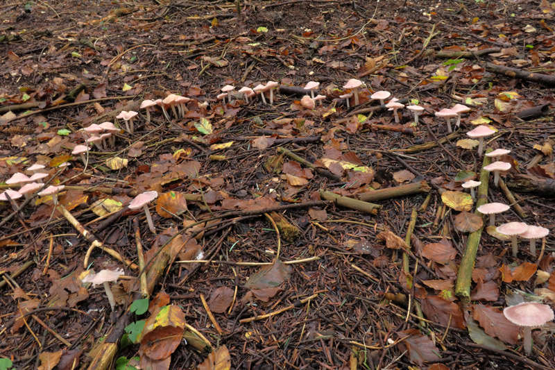 Mycena rosea Gramberg
Mycena rosea Gramberg - Cerchio delle streghe di Mycena rosea.
Parole chiave: Mycena rosea Gramberg